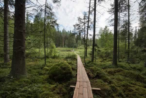 finland forest